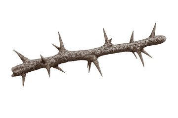 Barbed woody branch with sharp thorns, representing danger, difficulty, pain, and protection, on transparent background