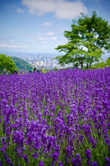 札幌 幌見峠のラベンダー畑（紫のじゅうたんと街並み）