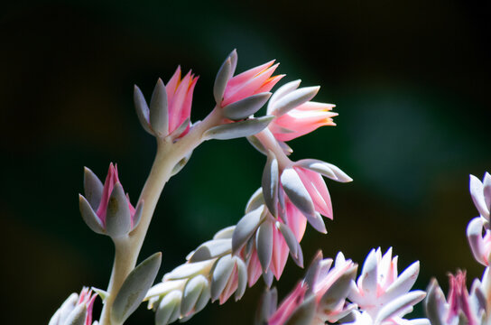 Close-Up of Echeveria desmetiana Blooming Flower