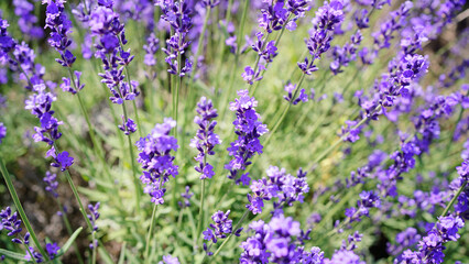 札幌 幌見峠のラベンダー畑（上からアップハイキー）