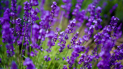 札幌 幌見峠のラベンダー畑（斜め上アップ）