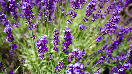 Obraz premium 札幌 幌見峠のラベンダー畑（上からアップ）