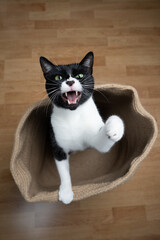 high angle view of curious tuxedo cat looking up at camera with mouth open, meowing and seeking...