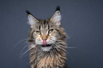 hungry tabby maine coon cat with long whiskers licking it's mouth on gray background © FurryFritz