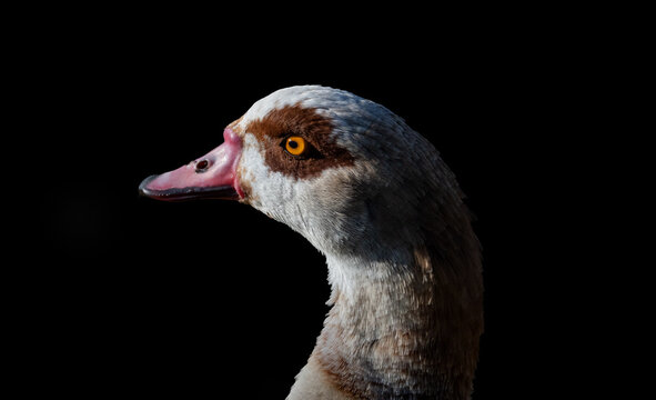 Nilgans (Alopochen aegyptiaca) &ndash; Detailreiches Tierportr&auml;t vor schwarzem Hintergrund