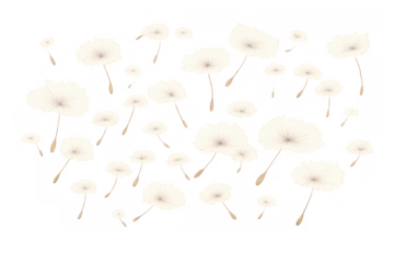 Dandelion seeds flying in the wind, delicate floating pappus heads dispersing, transparent background for easy integration