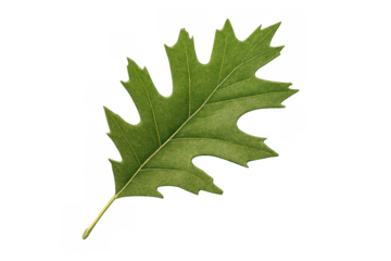 Green oak leaf showing natural veining and lobed edges, isolated on a transparent background