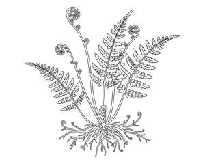 Fern illustration in a hand drawn style for your botanical designs and nature related projects © GoDesigner