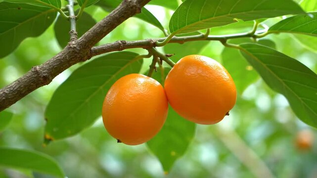 Two ripe orange loquat fruits hang from a tree branch among green leaves