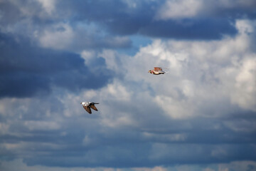 Pigeons en vol dans un ciel nuageux
