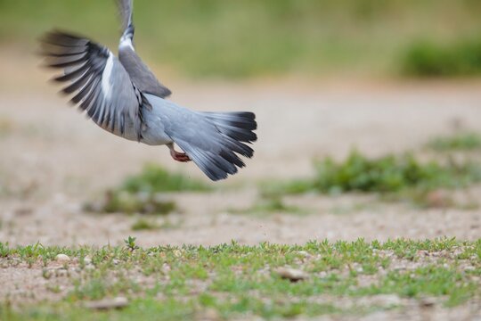 In the vibrant Delta Vacaresti park, a wild bird is captured mid-flight, showcasing its delicate feathers against the rich greenery. This urban delta teems with life