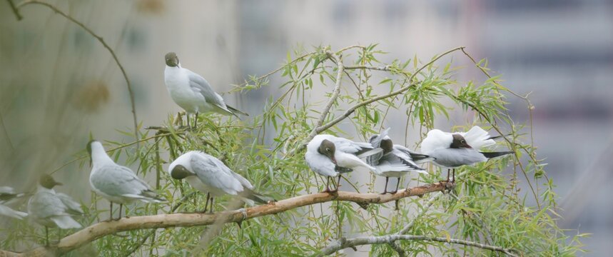 In the serene Delta Vacaresti, urban birds find refuge as they gather on branches. Nestled amidst city structures, nature thrives in this oasis, showcasing the beauty of wildlife