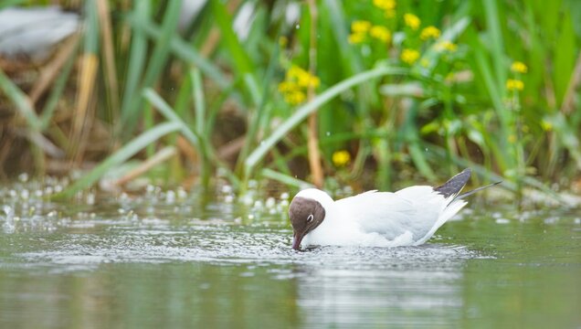 A seabird explores the tranquil waters of Delta Vacaresti, searching for food among the lush greenery. The sunlight creates a lovely reflection on the surface, offering a serene urban escape