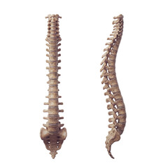 Human Spine side and front view