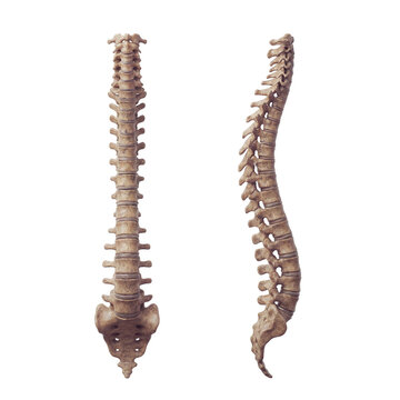 Human Spine side and front view