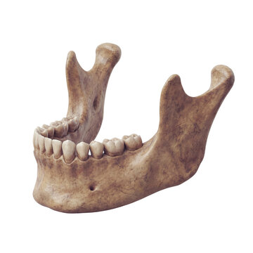 Human Mandible Bone with Teeth