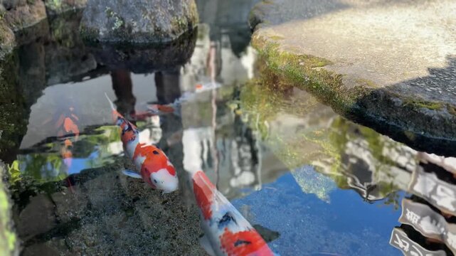 Close-up of vibrant orange and white Koi fish swimming together in a traditional pond
