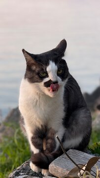 A cute cat sticking out its tongue, close-up portrait