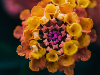 Close up of a lantana flower