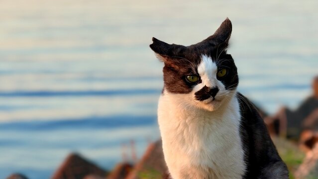 A cute cat relaxing by the beautiful Lake Biwa in Japan