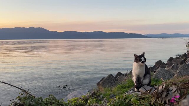 Beautiful sunset over a lake with a black and white cat sitting on a stone wall