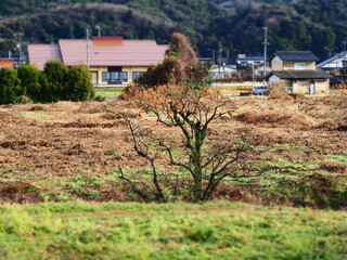 木守り柿の風景