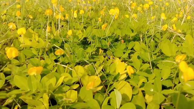 Footage of the ornamental bean plant (Arachis pintoi) flowering, yellow, tiny and beautiful.