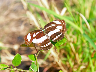 Close-up view of a butterfly perched on the bushes on a sunny day. 