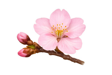 Naklejka premium Cherry blossom flower branch with opening pink sakura buds symbolizing spring, new beginnings, and ephemeral beauty