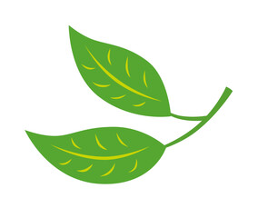 Two green tea leaves