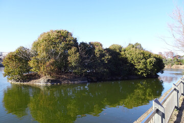 日本：浮間公園／浮間ヶ池を漂い岸に近づいた浮島／東京都北区・板橋区
