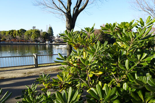 トベラ（ Pittosporum tobira）の生垣／悪臭があり魔除けに使う文化がある／【浮間公園】日本・１月