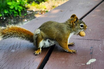 squirrel in the park