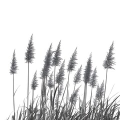 Monochrome Reeds and Tall Grasses Silhouette