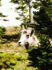 Fototapeta premium Sheep in the woods