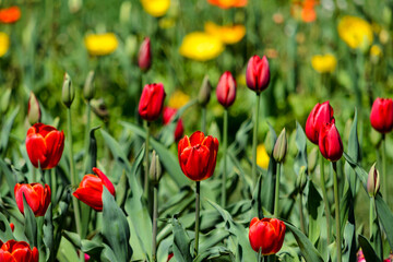 Fototapeta premium red and yellow tulips