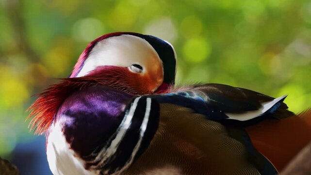Mandarin duck resting quietly on a tree branch during daylight hours in a calm environment
