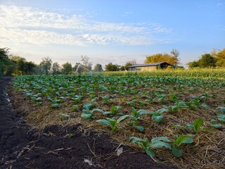 corn field in the morning