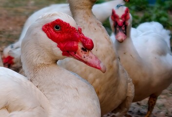 portrait of a white duck