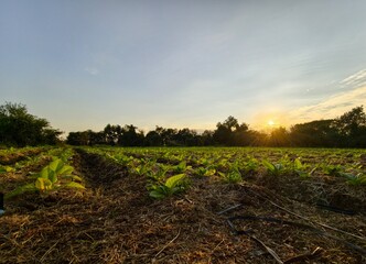sunset over the field