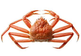 A whole, freshly steamed snow crab, featuring a vibrant crimson-red, glossy shell and symmetrically arranged claws, captured as a detailed macro shot on a white infinity cyc. concept for premium