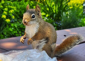 squirrel in the park