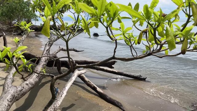 Tropical beach footage showing fallen tree branches with fresh green leaves along a sandy shoreline, gentle ocean waves, and a calm natural seaside atmosphere.