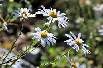가을에 피는 꽃, 구절초