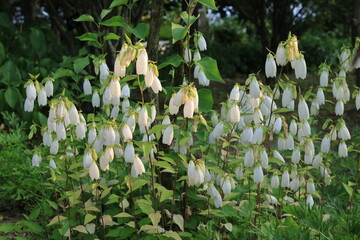 흰색 꽃이 핀 초롱꽃