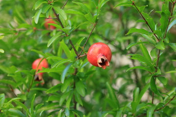 빨갛게 익은 석류