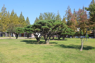 야외정원 풍경, 소나무와 잔디