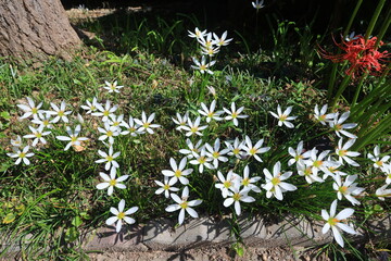 흰꽃나도샤프란, 식물