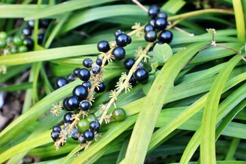 가을 풍경, 검정색 맥문동 열매