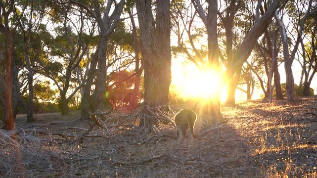 Young Kangaroo in Melaleuca Forest at Sunset with Golden Backlight